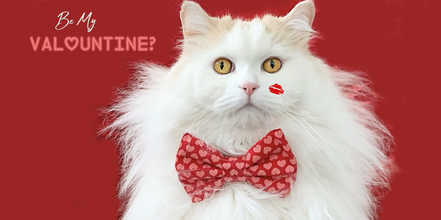 valentinefrontcover