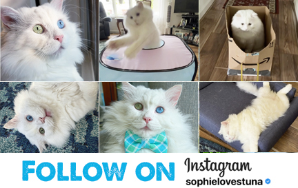 Follow Benny